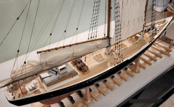 Image of bluenose